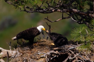 Bald-Eagle;Birds-of-Prey;Eagle;Feeding-Behavior;Haliaeetus-leucocephalus;Nest;Or